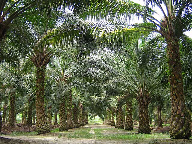 Palm Plantation