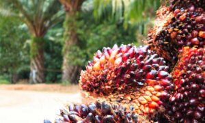Harvesting Palm Seeds