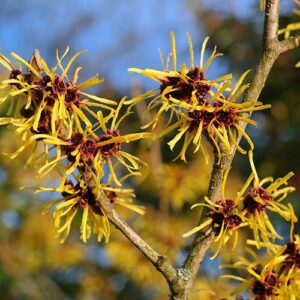 Witch Hazel plant used to make organic witch hazel extract